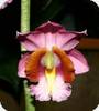 Phaius (schlechteri x humblottii) x schlechteri